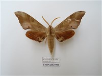 藏品(栗六點天蛾)的圖片